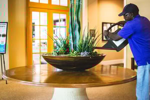 How Often Should Office Plants Be Serviced?