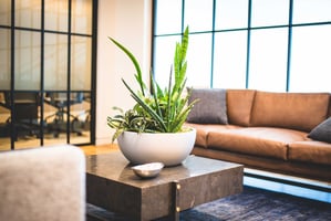 Maximizing ROI with Live Office Plants: A Business Case