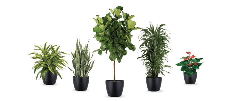 Cool-Plant_Packages-Natura-e1637304892872-copy