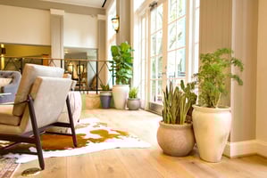 The Top Indoor Plants for Office Spaces in San Antonio