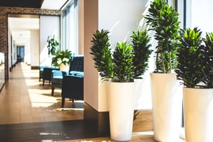 Why do office plants die even when professionally maintained 